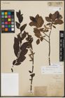 Foto von Salix phylicifolia L.